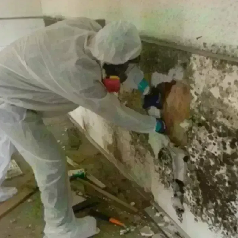 Mold Remediation and Removal in Hardwick, MA